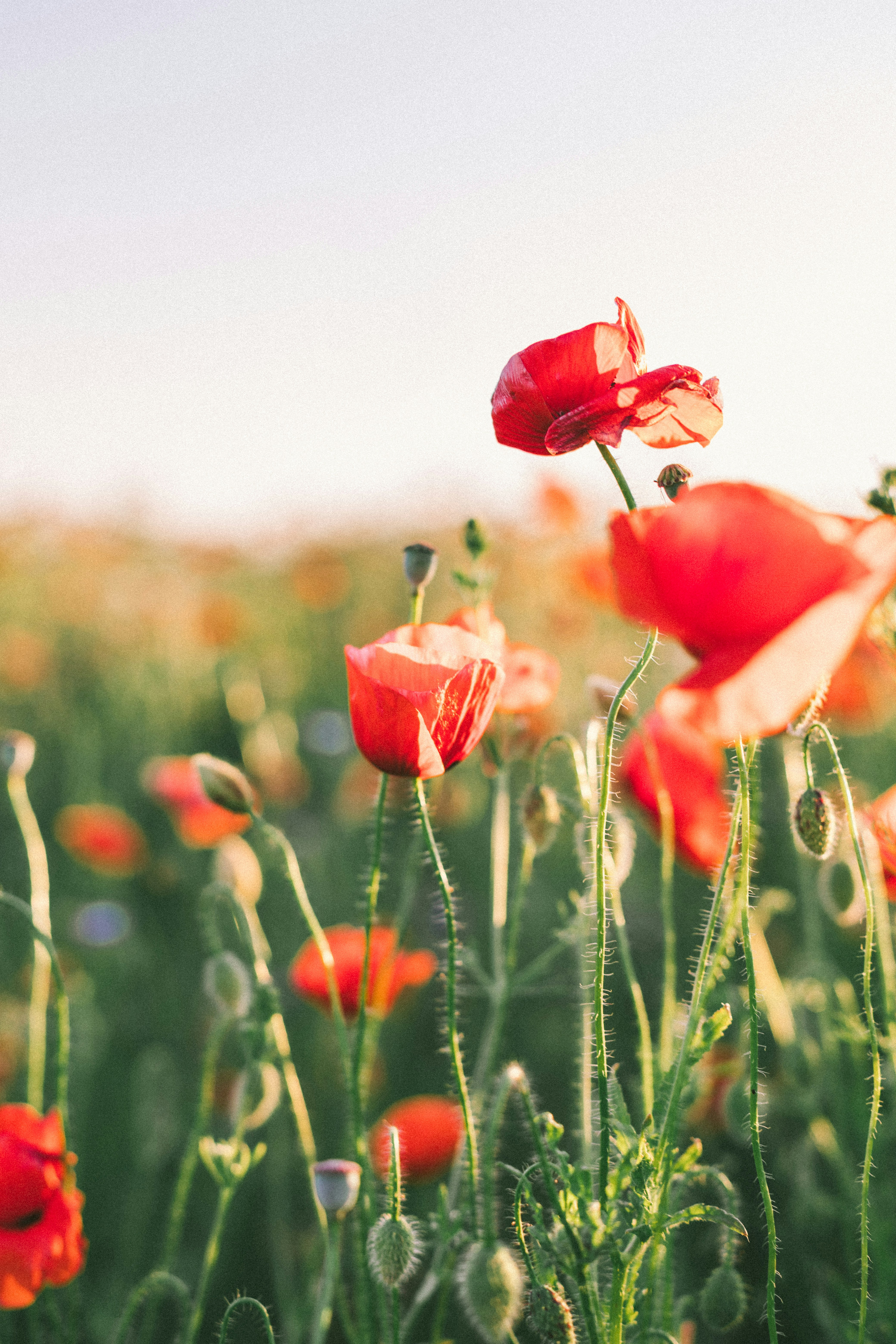 Look at these flowers: what do you feel?